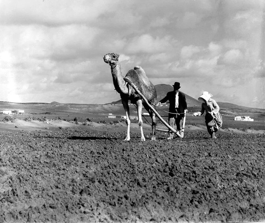 fotografía de un hombre arando con camello y mujer sembrando
